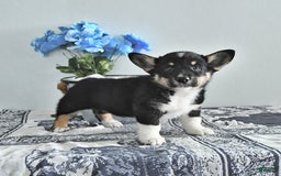 Welsh Corgi Pembroke dogs for sale: Welsh Corgi (Pembroke) 9 puppies - Image 12