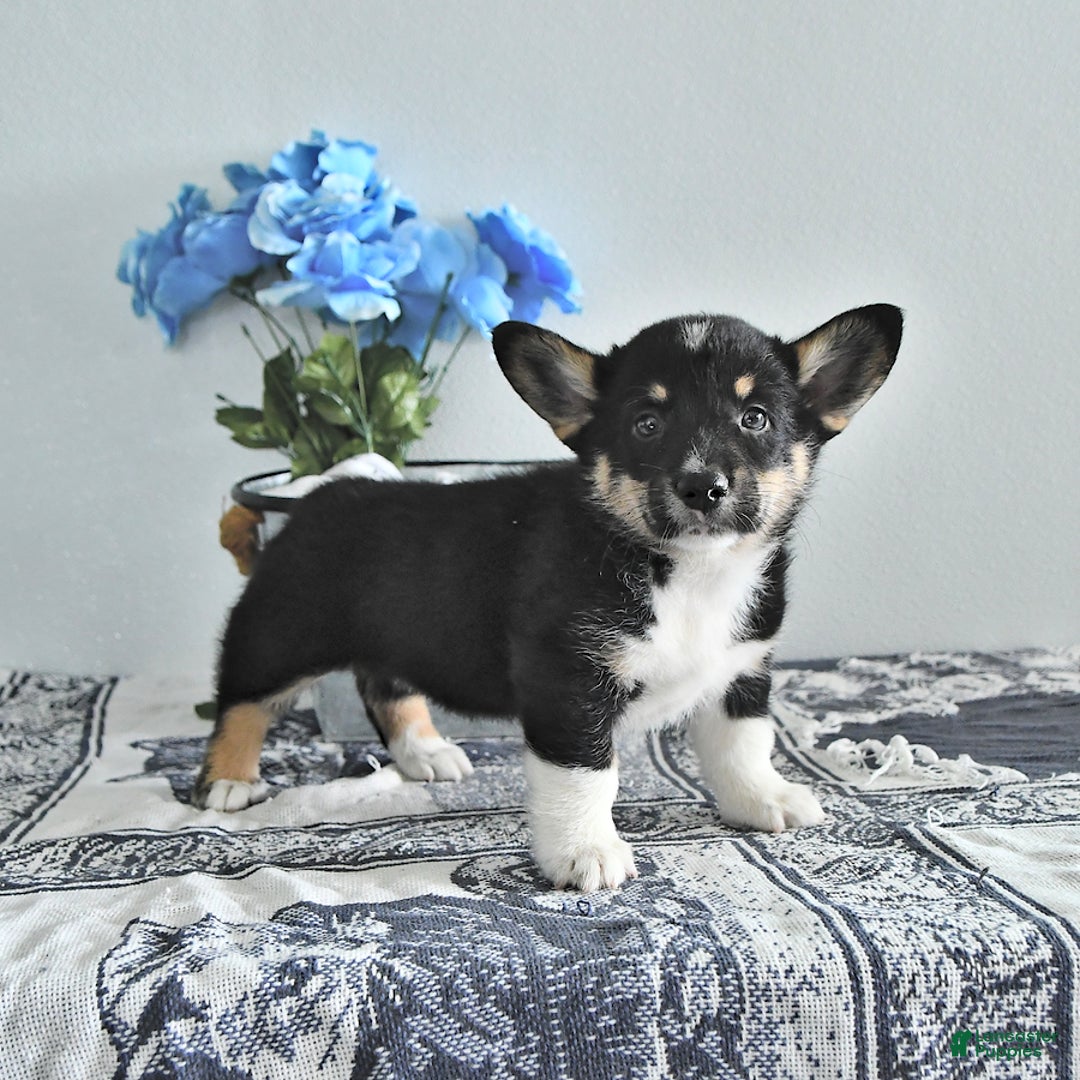 Welsh Corgi Pembroke dogs for sale: Welsh Corgi (Pembroke) 9 puppies - Image 12
