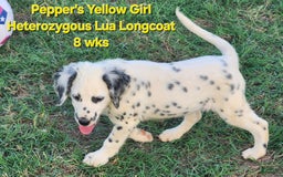Dalmatian dogs for sale: Peppers Yellow Girl - Image 18