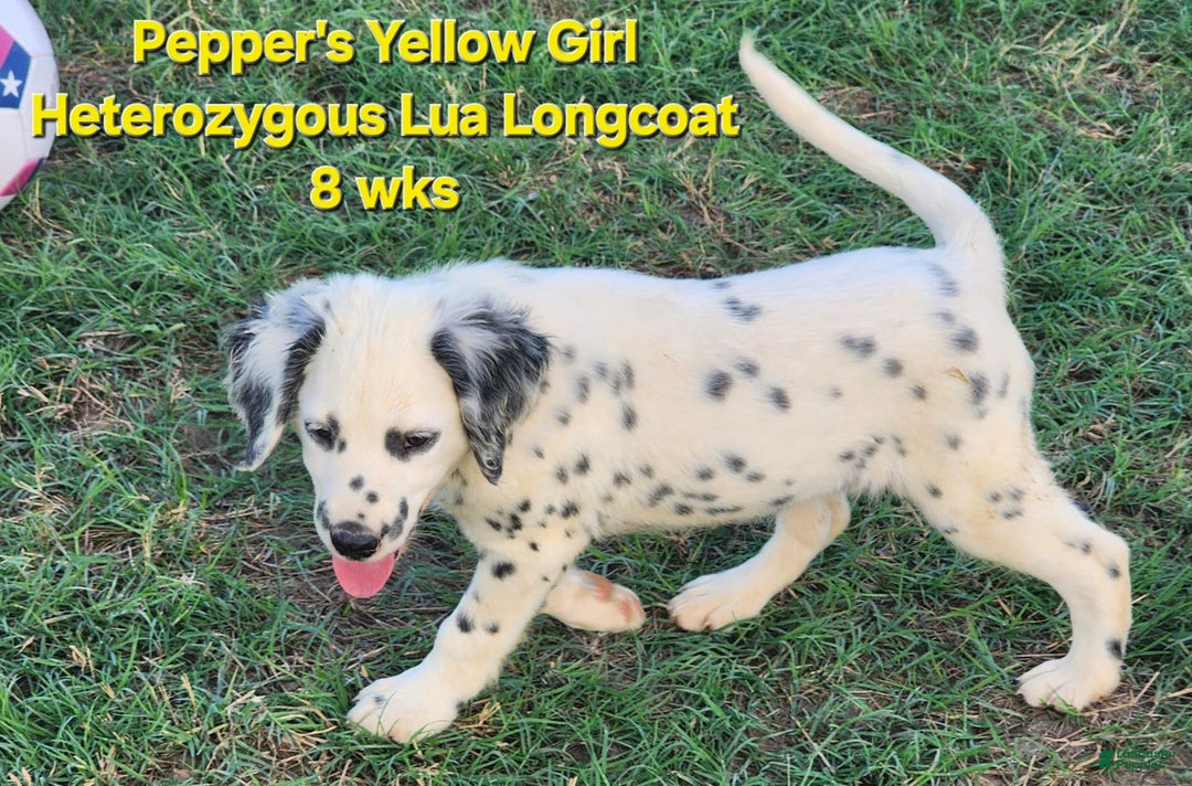 Dalmatian dogs for sale: Peppers Yellow Girl - Image 18