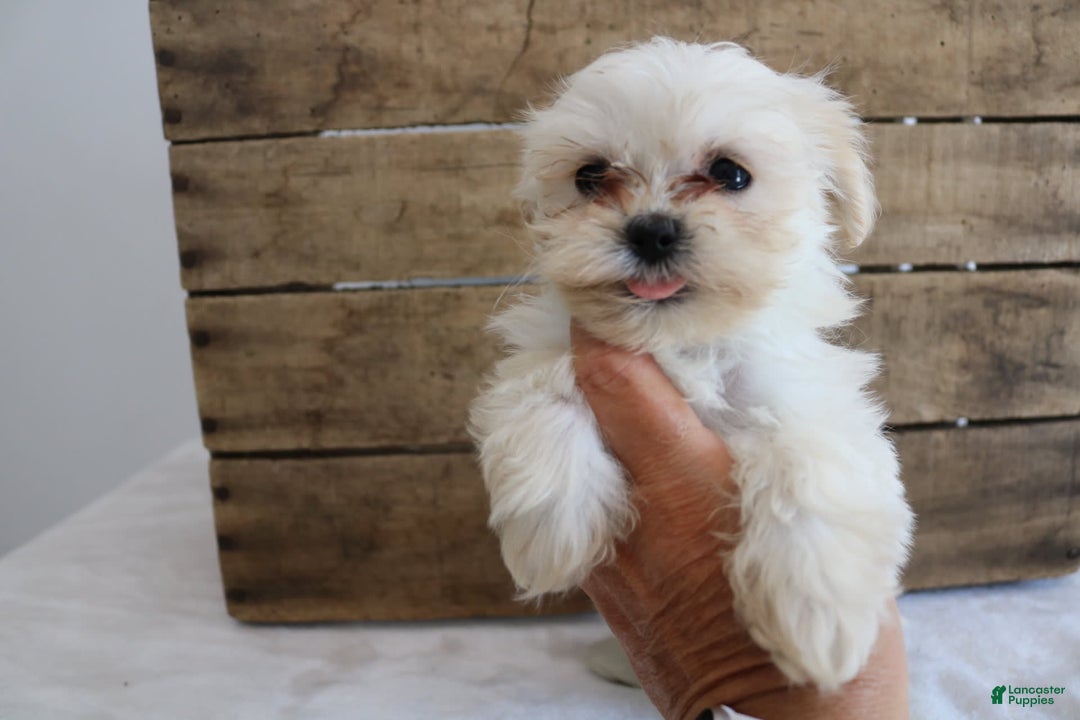 Teddy Bear dogs for sale: Kammy - Image 8