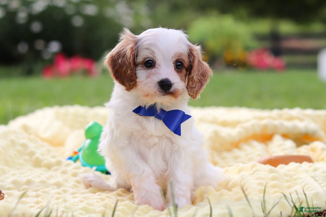 Cavapoo dogs for sale: Scout - Image 2