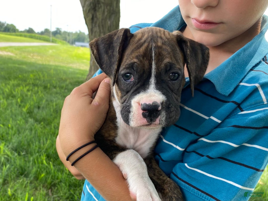 Boxer dogs for sale: Shelby - Image 1