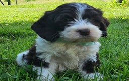 Cockapoo dogs for sale: Lena - Image 1