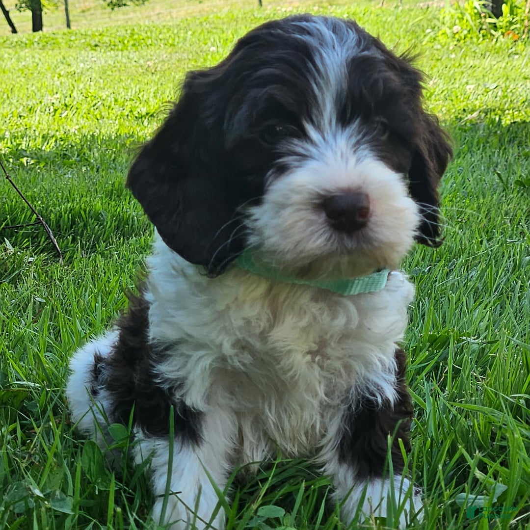 Cockapoo dogs for sale: Lena - Image 1
