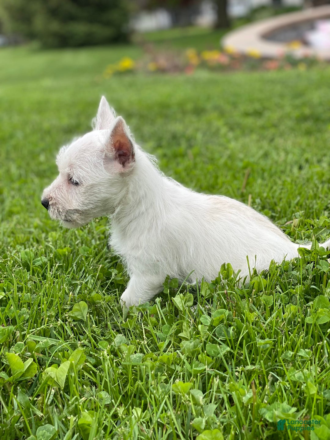 West Highland Terrier dogs for sale: Wyatt - Image 1
