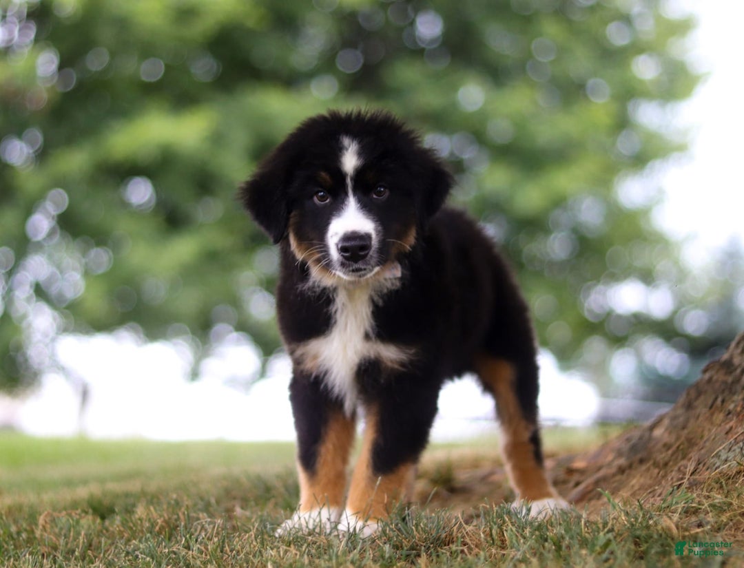 Australian Shepherd dogs for sale: Baja - Image 2