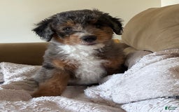 Aussiedoodle dogs for sale: Odin - Image 1