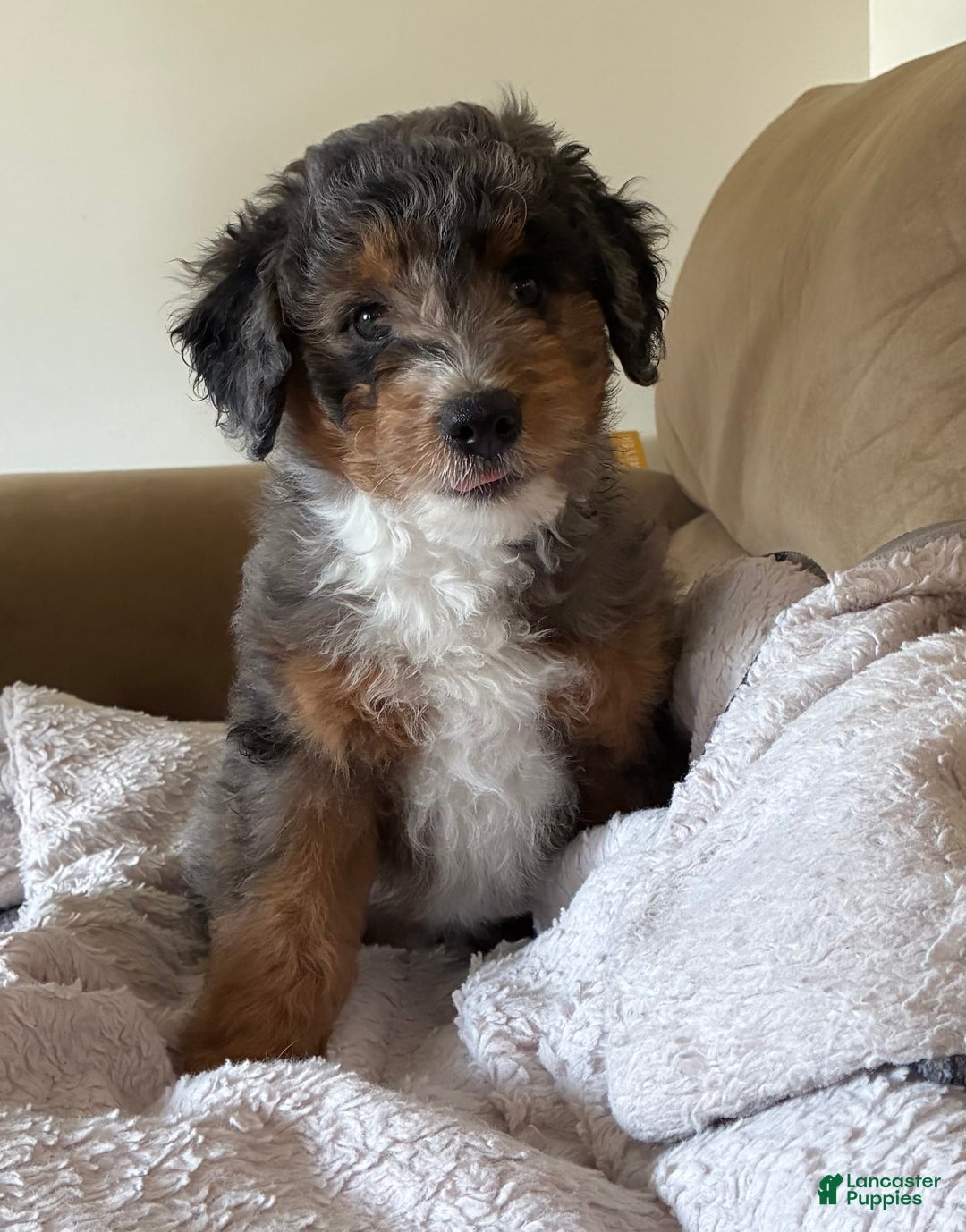 Aussiedoodle dogs for sale: Odin - Image 1