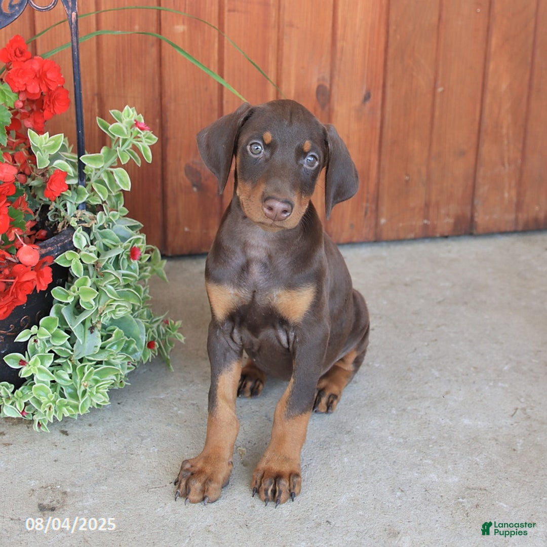 Doberman Pinscher dogs for sale: Daisy - Image 5