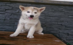 Pomsky dogs for sale: Silas - Image 15