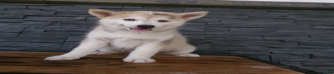 Silas