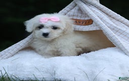 Shihpoo dogs for sale: Callie - Image 21