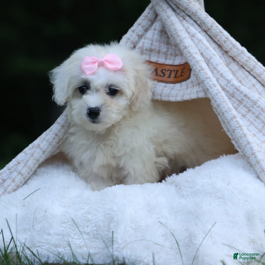 Shihpoo dogs for sale: Callie - Image 21