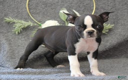 Boston Terrier dogs for sale: Zane - Image 5