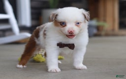 Australian Shepherd dogs for sale: Zachary - Image 6