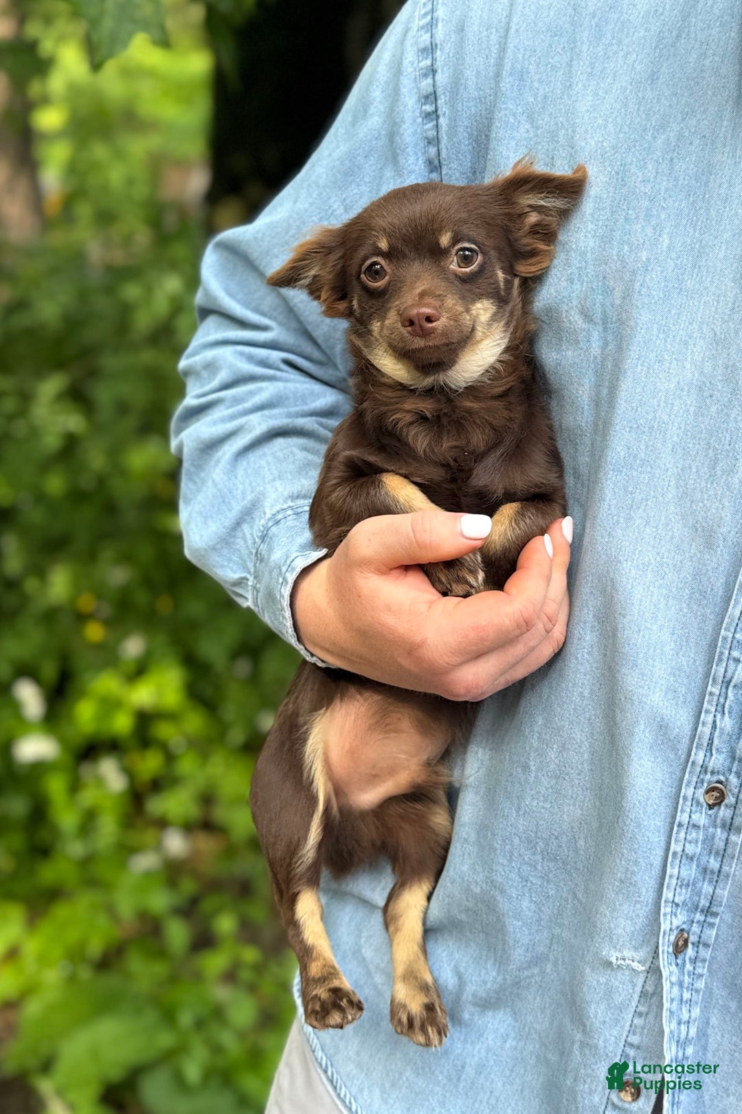 Chihuahua dogs for sale: Hershey - Image 1