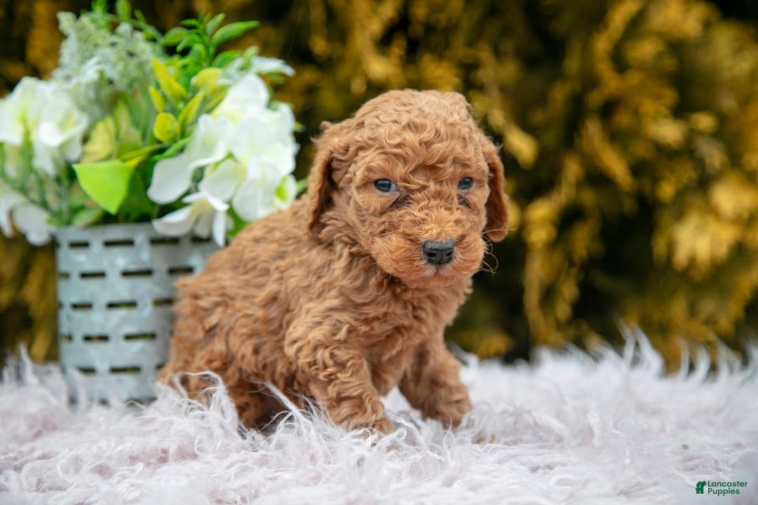 Standard Poodle dogs for sale: Buck - Image 2