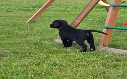 Labrador Retriever dogs for sale: Chester - Image 10