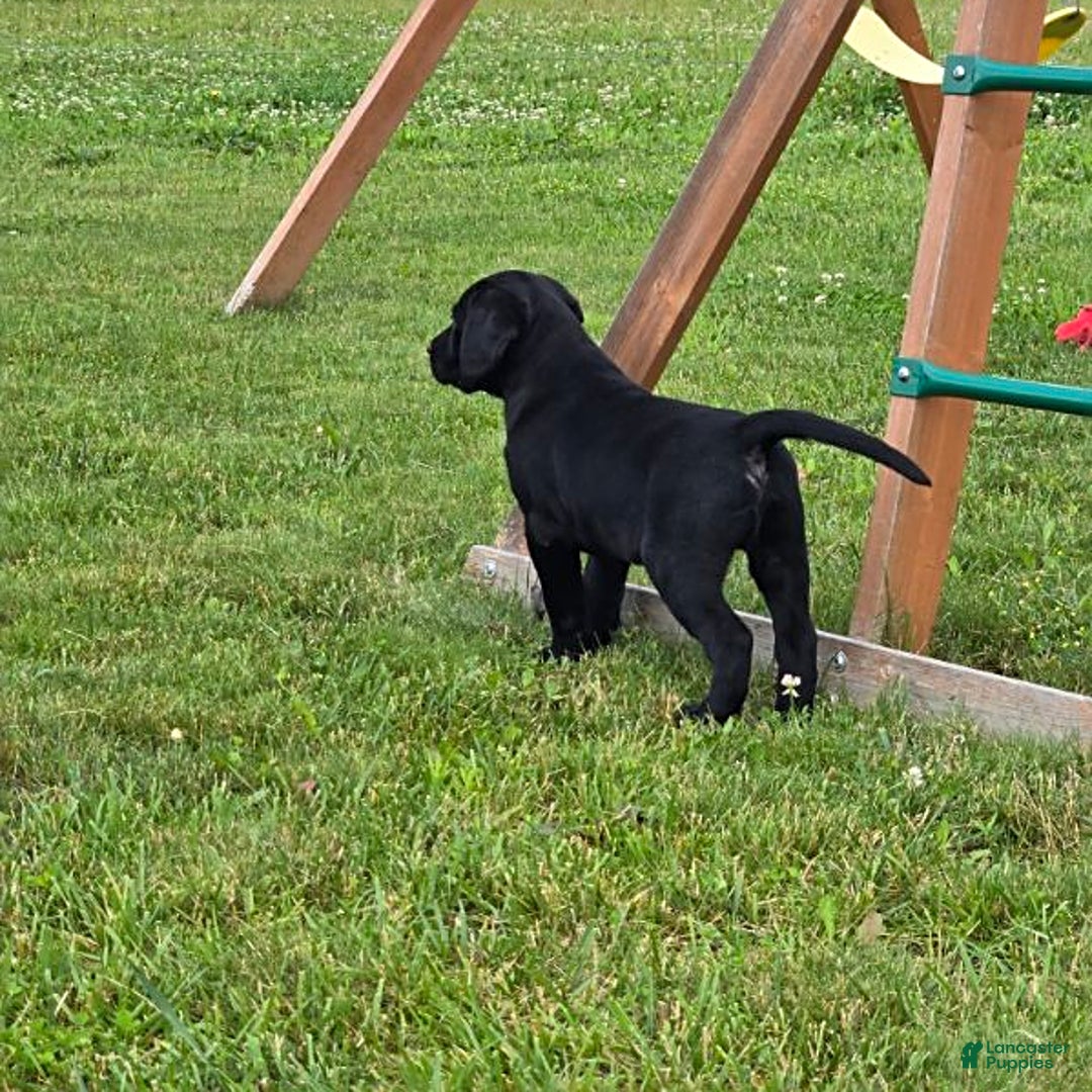 Labrador Retriever dogs for sale: Chester - Image 10