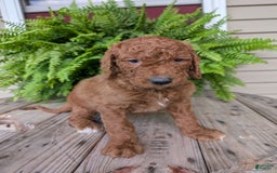 Goldendoodle dogs for sale: Cash - Image 13