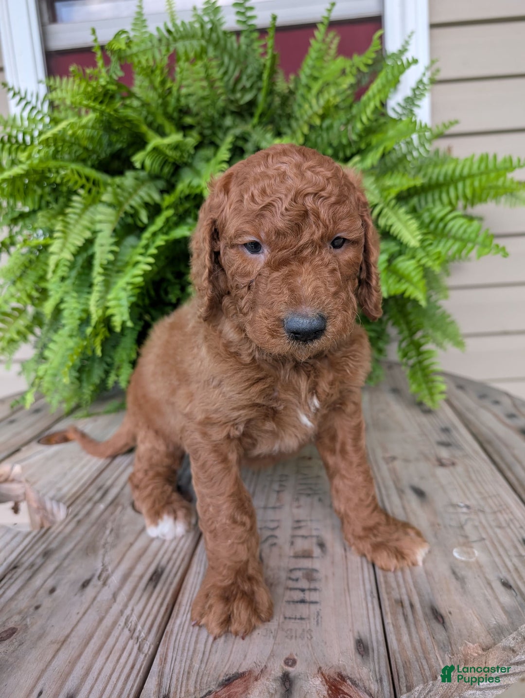 Goldendoodle dogs for sale: Cash - Image 13