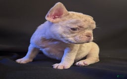 French Bulldog dogs for sale: Brooklyn - Image 2