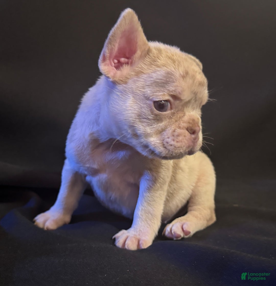French Bulldog dogs for sale: Brooklyn - Image 2