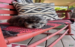 Cavapoo dogs for sale: Roxy - Image 6