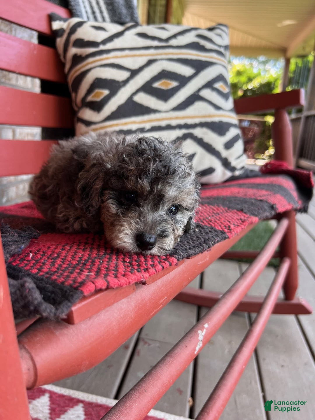 Cavapoo dogs for sale: Roxy - Image 6