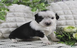 Miniature Australian Shepherd dogs for sale: Axel Toy - Image 4