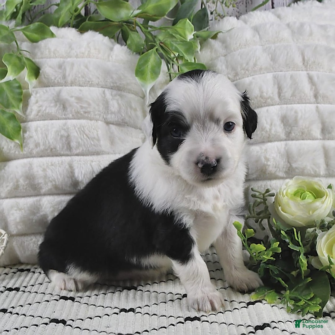Miniature Australian Shepherd dogs for sale: Axel Toy - Image 4