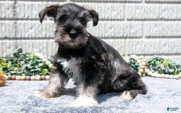 Miniature Schnauzer dogs for sale: Ruby - Image 3