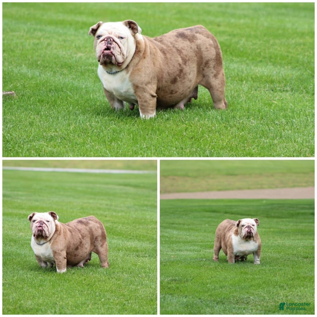 English Bulldog dogs for sale: Bonnie - Image 8