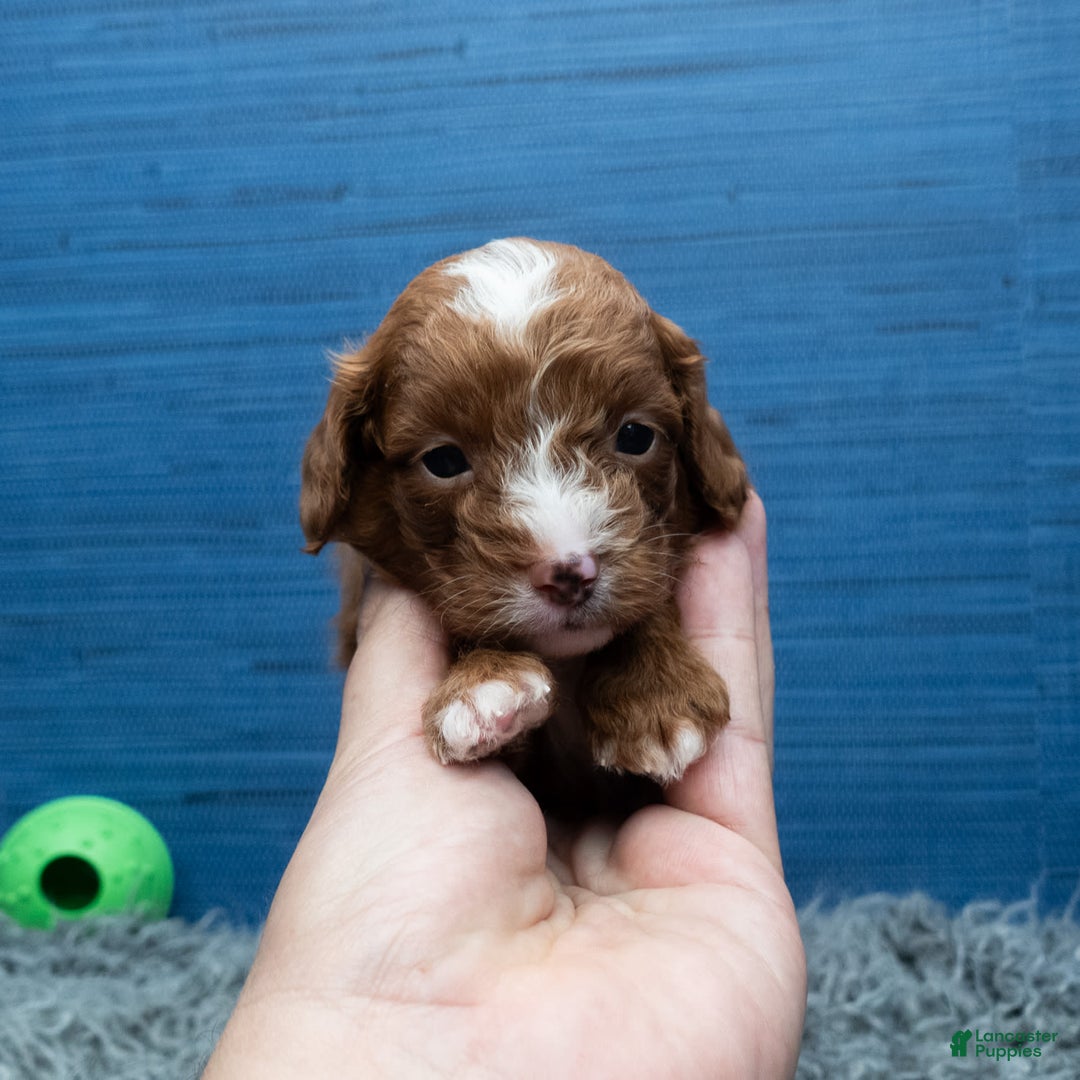 Cavapoo dogs for sale: Sean - Image 8