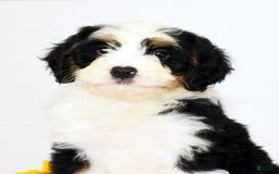 Mini Bernedoodle dogs for sale: Joy - Image 9