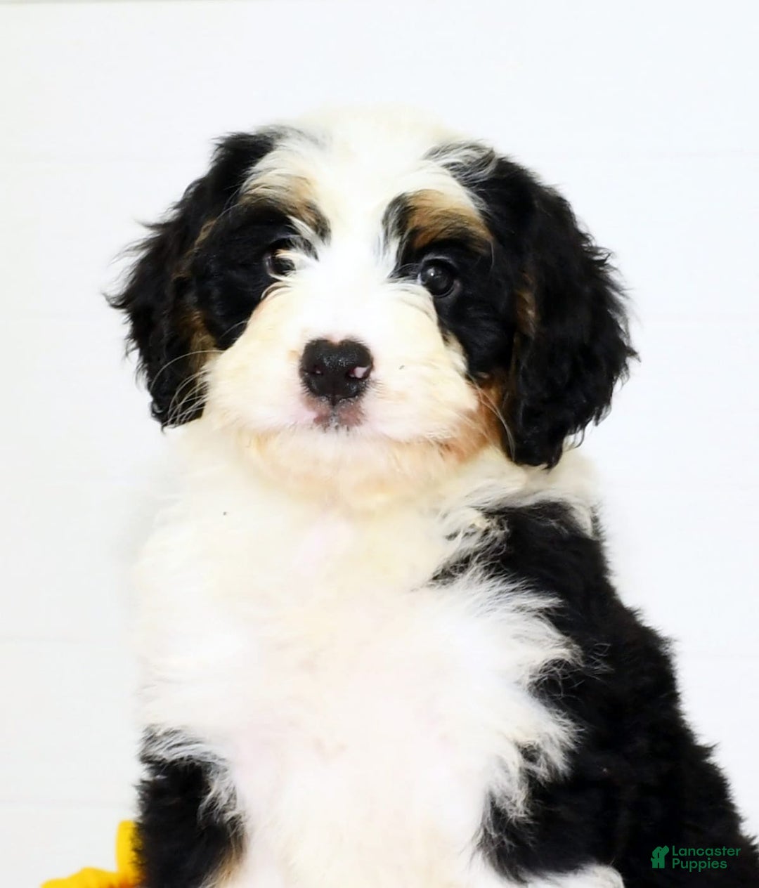 Mini Bernedoodle dogs for sale: Joy - Image 9
