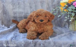 Mini Goldendoodle dogs for sale: Unity - Image 7