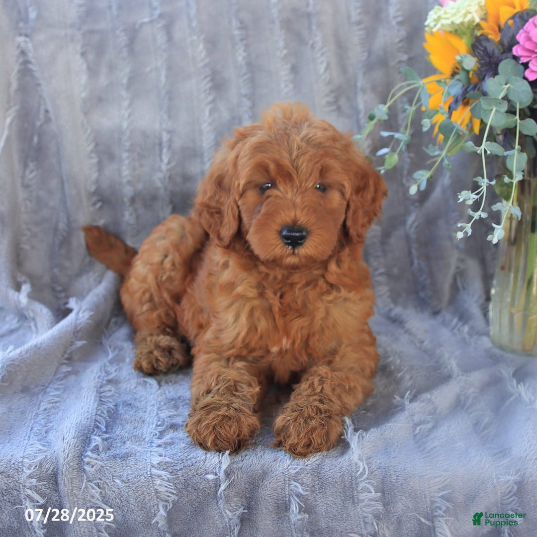 Mini Goldendoodle dogs for sale: Unity - Image 7