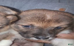 Welsh Corgi Pembroke dogs for sale: Female 3 - Image 1