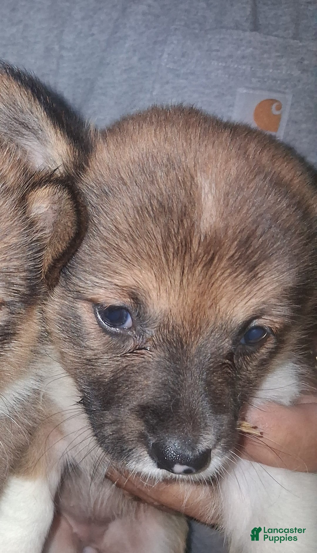 Welsh Corgi Pembroke dogs for sale: Female 3 - Image 1