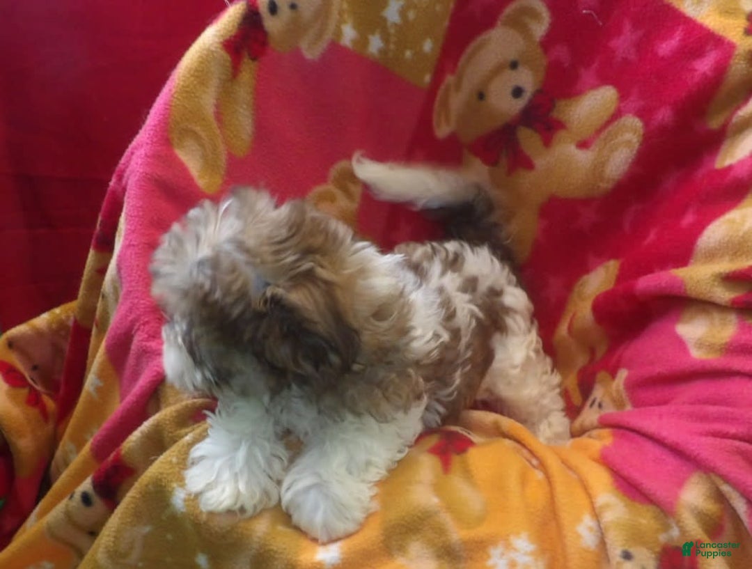 Malshi dogs for sale: Vivi - Image 5