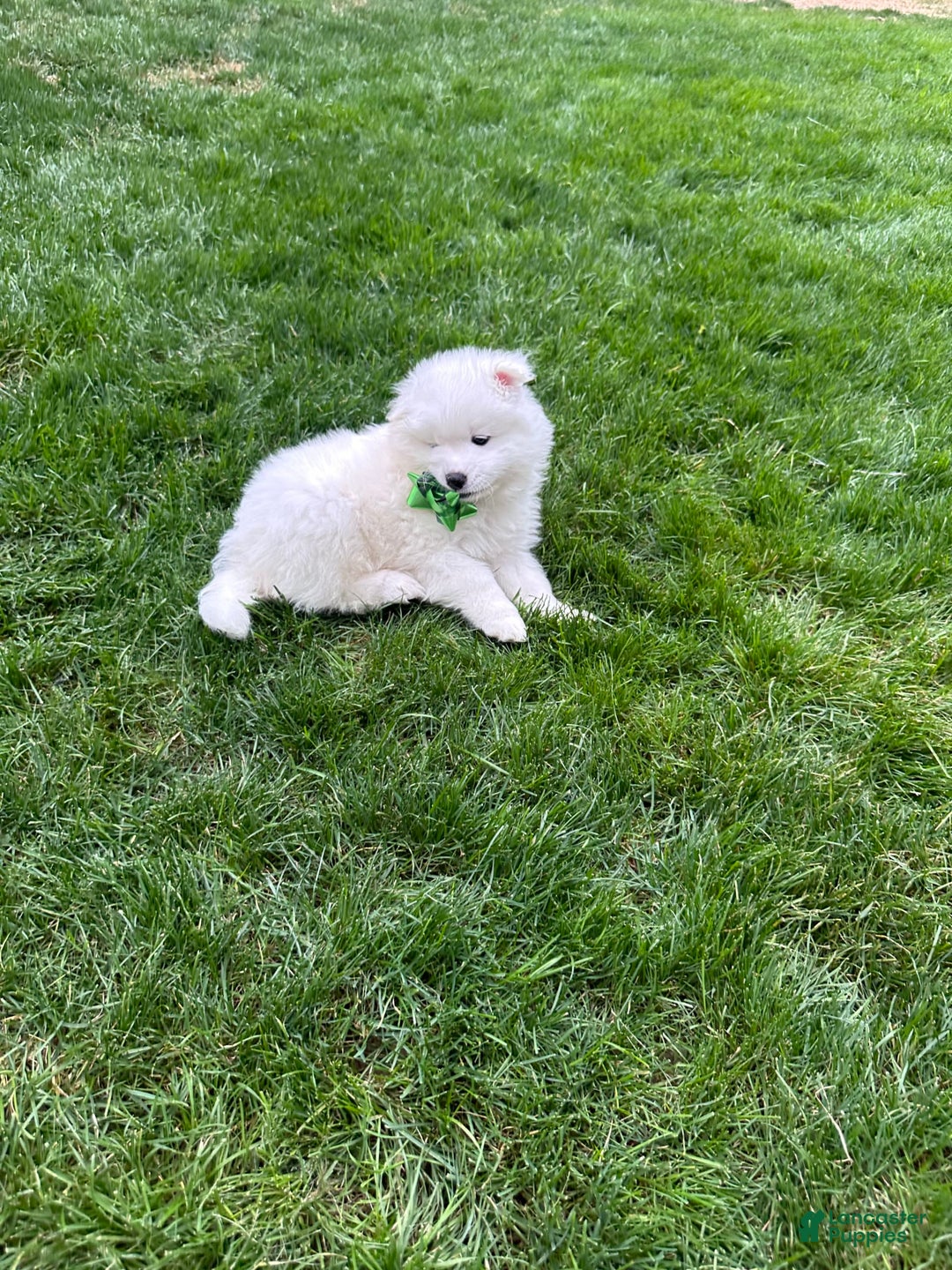 Samoyed dogs for sale: Jacque - Image 7