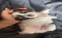 Shih Tzu dogs for sale: Rosie - Image 5