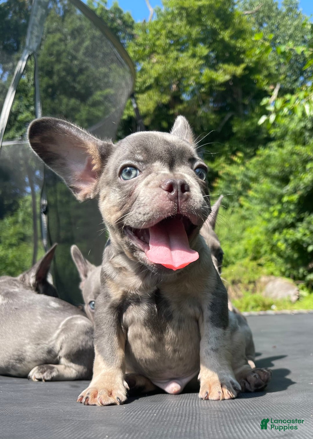 French Bulldog dogs for sale: Luna - Image 17