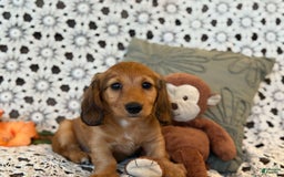 Miniature Dachshund dogs for sale: Buster - Image 3