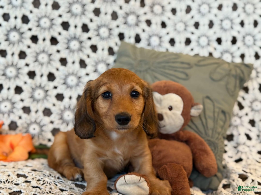 Miniature Dachshund dogs for sale: Buster - Image 3