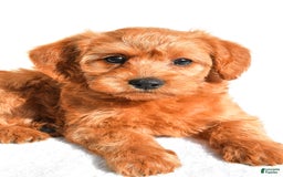  dogs for sale: Mia - Image 5