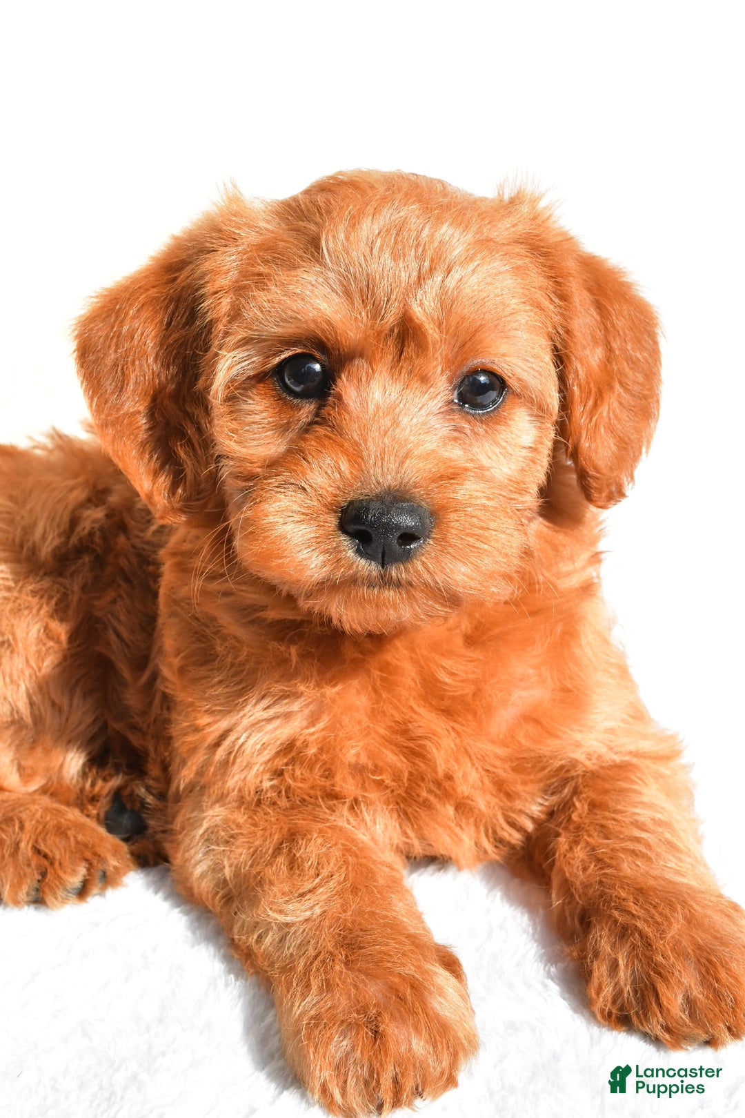  dogs for sale: Mia - Image 5