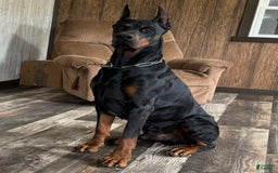 Doberman Pinscher dogs for sale: Stetson - Image 9